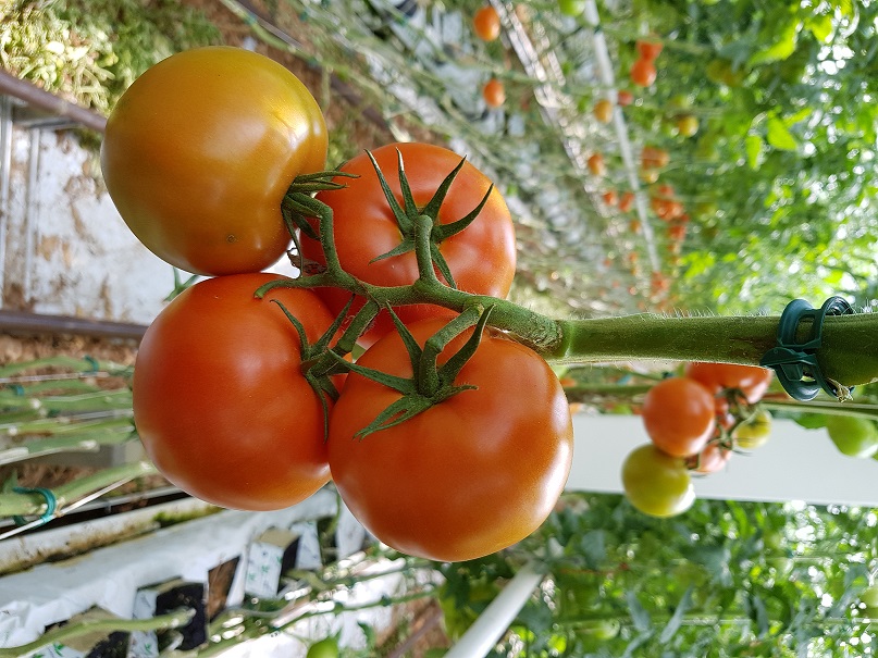 Pomidory w szklarni na gałązce.