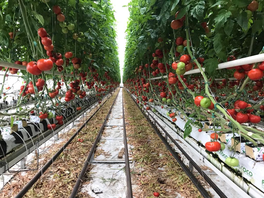 Pomidory w szklarni na rynnie.