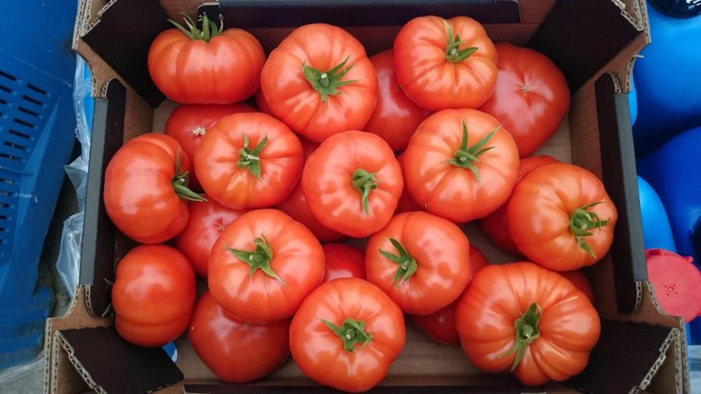 Pomidory w kartonie.