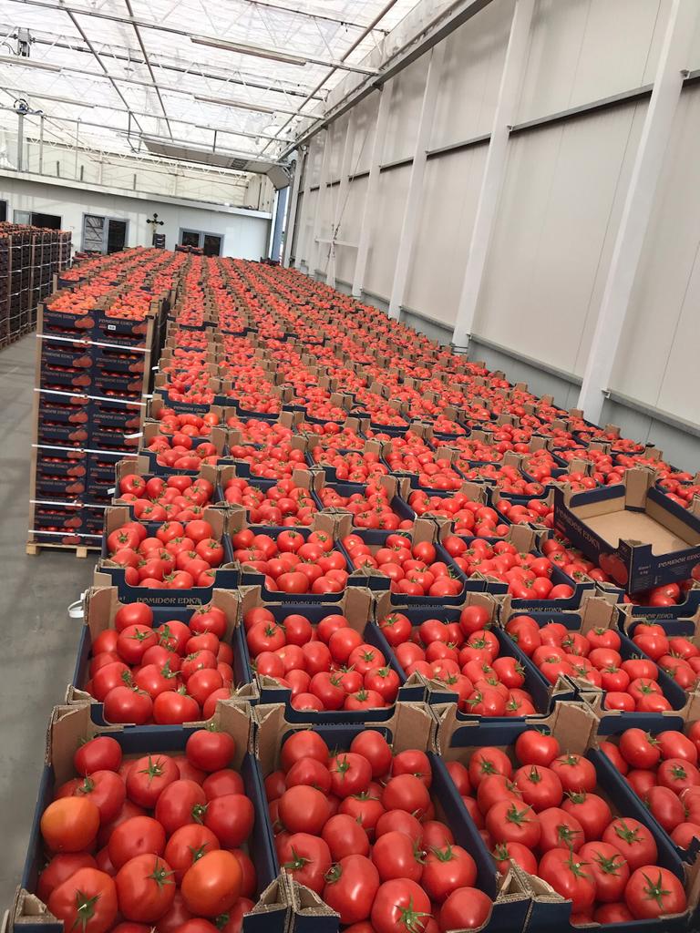 Pomidory na hali.