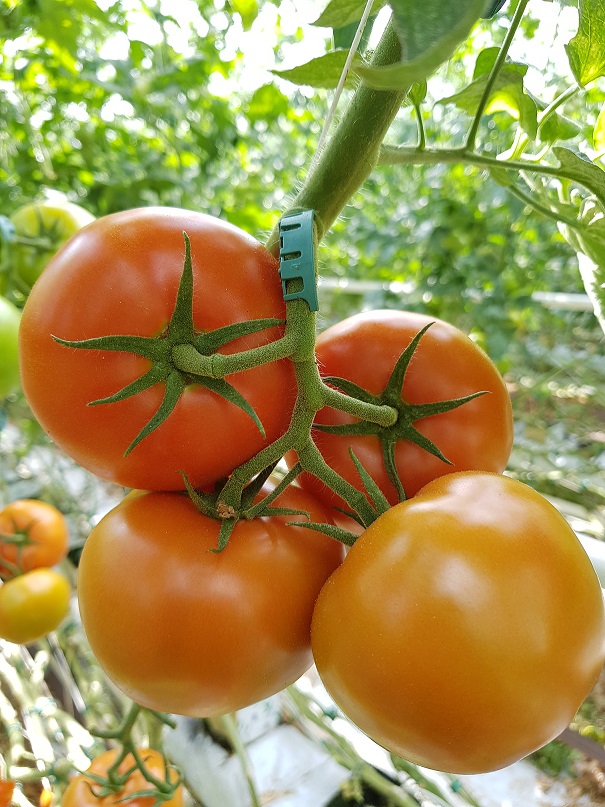 Pomidory w szklarni na gałązce.