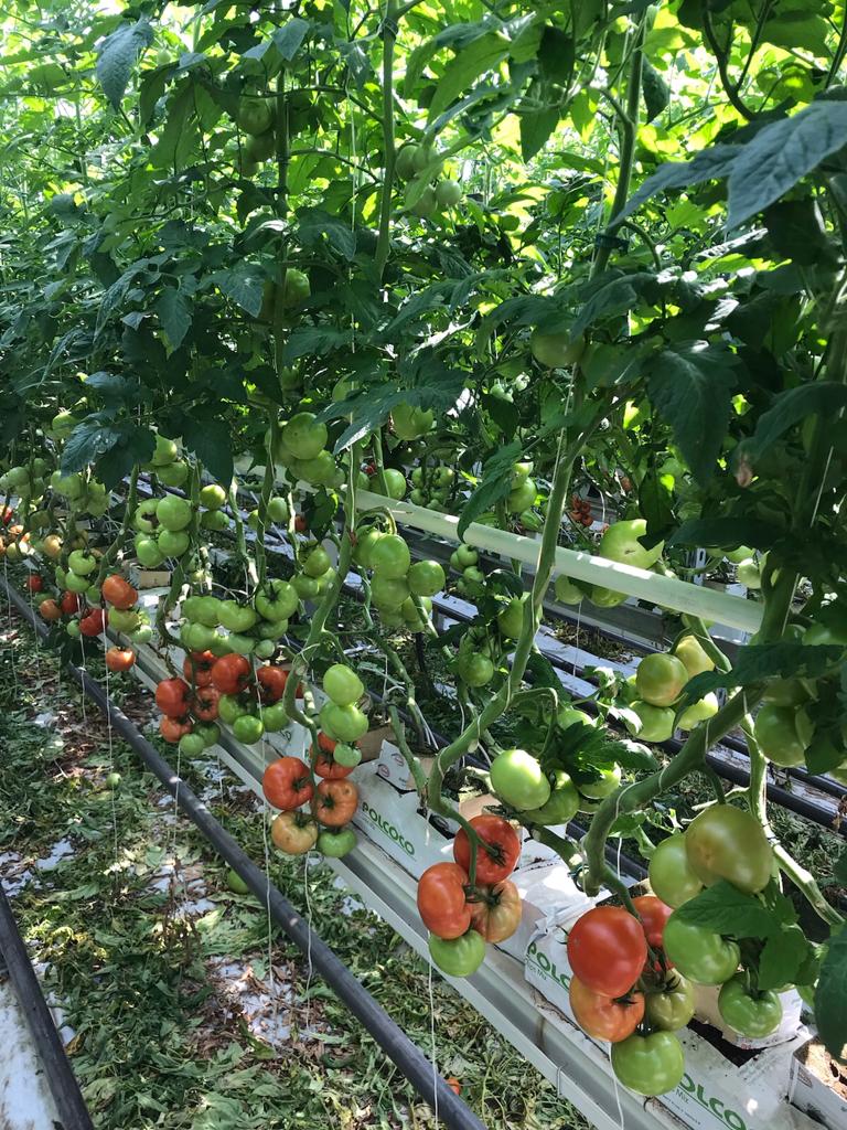 Pomidory w szklarni na rynnie.