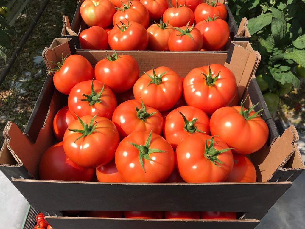 Pomidory w kartonie.